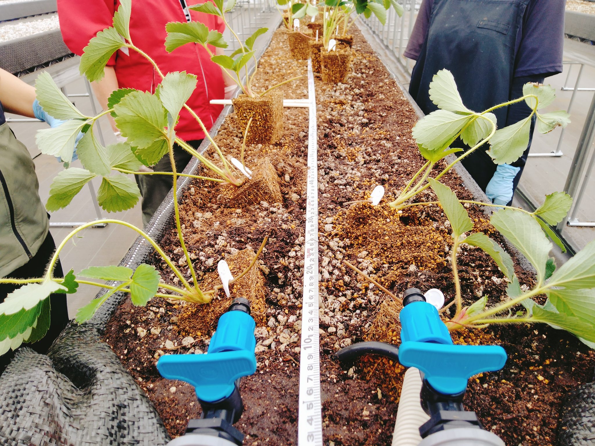 定植デモを行いました | 【公式】スマイル農場